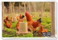 如何分辨土鸡和饲料鸡 怎么辩别土鸡的真假