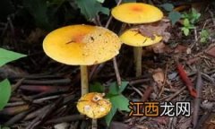 怎么识别毒蘑菇 在农村采蘑菇,怎么判断有没有毒？