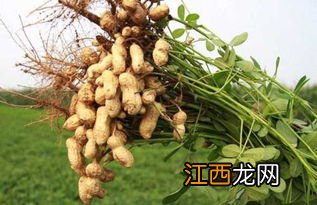 花生怎么种植方法