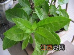 植物的叶子应该怎么食用？ 莴笋叶子如何处理后吃比较好吃