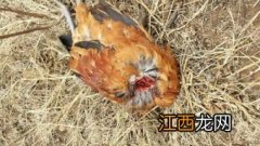 养鸡场怎样防止黄鼠狼 猫咪爱吃羊肉还是牛肉