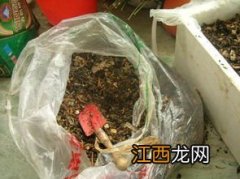 农村哪些蔬菜能够做干菜,如何制作肥料 红薯叶喂猪有什么好处