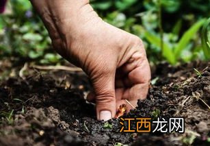 栽花的土壤怎么消毒 兰花上盆前可以用酒消毒吗？