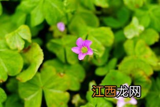 柳树芽如何保存