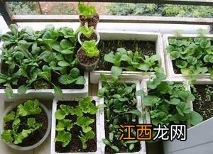 盆栽蔬菜有利润吗 在农村租地种植小番茄还能赚钱吗？