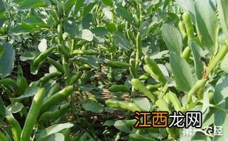 怎样种植蚕豆？