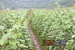 芸豆不焯水行吗