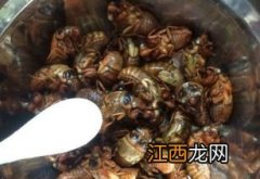 知了猴怎么做好吃啊 金蝉真的可以吃吗,有没有寄生虫病