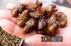 蝉怎么做才好吃 蝉能吃吗？怎么做好吃？