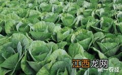 圆白菜怎么种植管理 如何让甘蓝包得更紧实