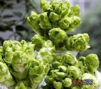 儿菜有哪些营养价值 豆角怎样做酸菜？有什么技巧？