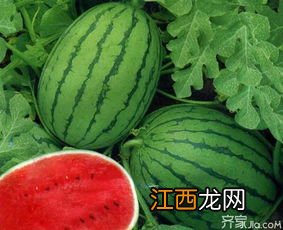 西瓜怎么挑呢 怎样挑选好西瓜呢?