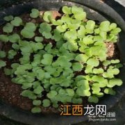 秋冬季该怎么种植小油菜？ 小油菜在冬季该怎么种植？