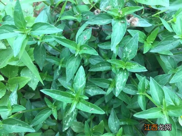 狗肝菜煲汤 狗肝菜煲什么汤好喝