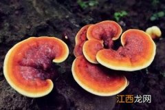 灵芝煲汤有什么 灵芝煲汤有什么功效呢