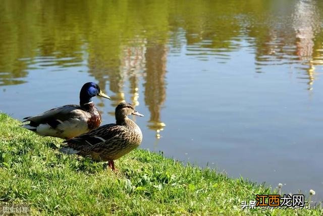鸭子的叫声是怎样的 鸭子什么时候会叫