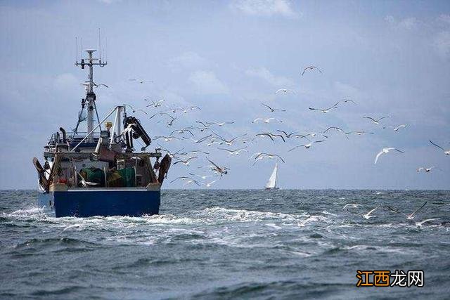 网友说的扇贝是什么 扇贝是什么东西