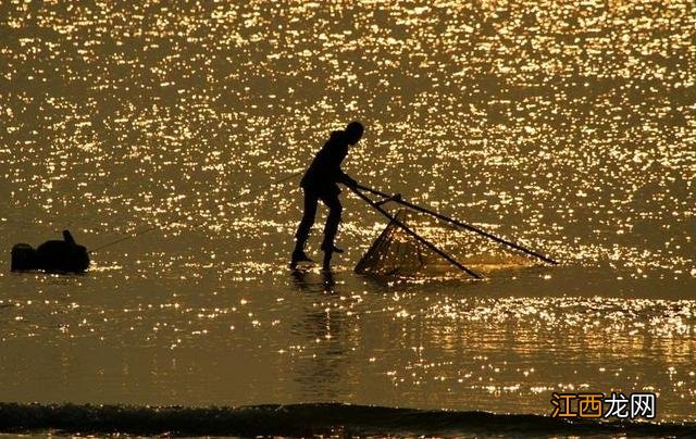 网友说的扇贝是什么 扇贝是什么东西