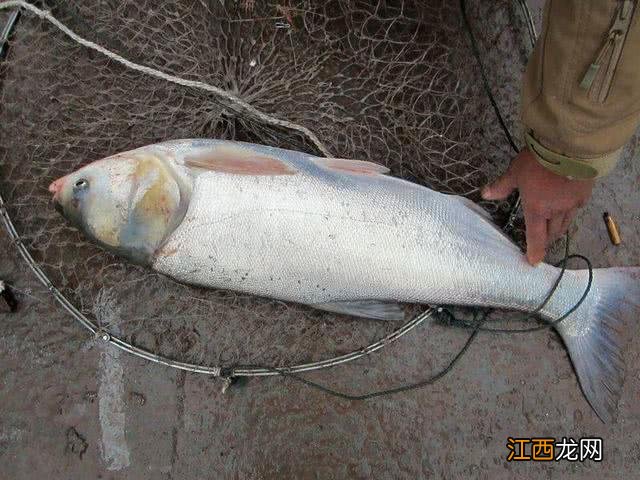 鳙鱼和鲢鱼的区别图片 鲢鱼和鲢鳙有什么区别