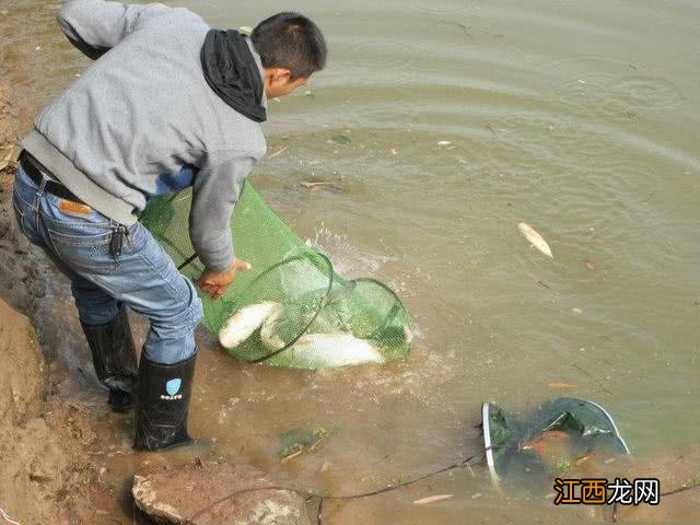 鳙鱼和鲢鱼的区别图片 鲢鱼和鲢鳙有什么区别