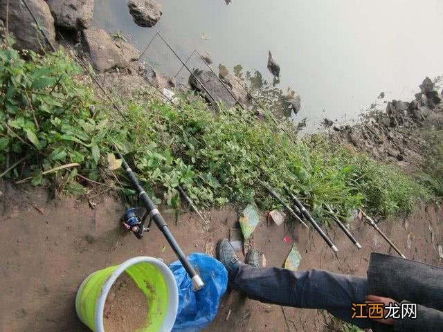 鳙鱼和鲢鱼的区别图片 鲢鱼和鲢鳙有什么区别