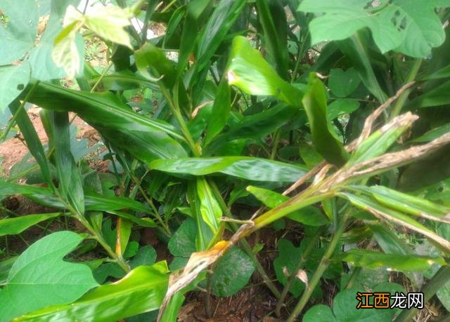 有叶子的蔬菜有哪些 叶子一层一层的蔬菜是什么菜