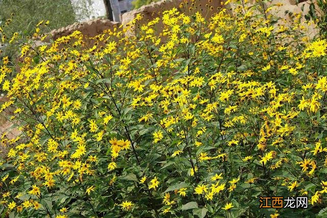 有叶子的蔬菜有哪些 叶子一层一层的蔬菜是什么菜