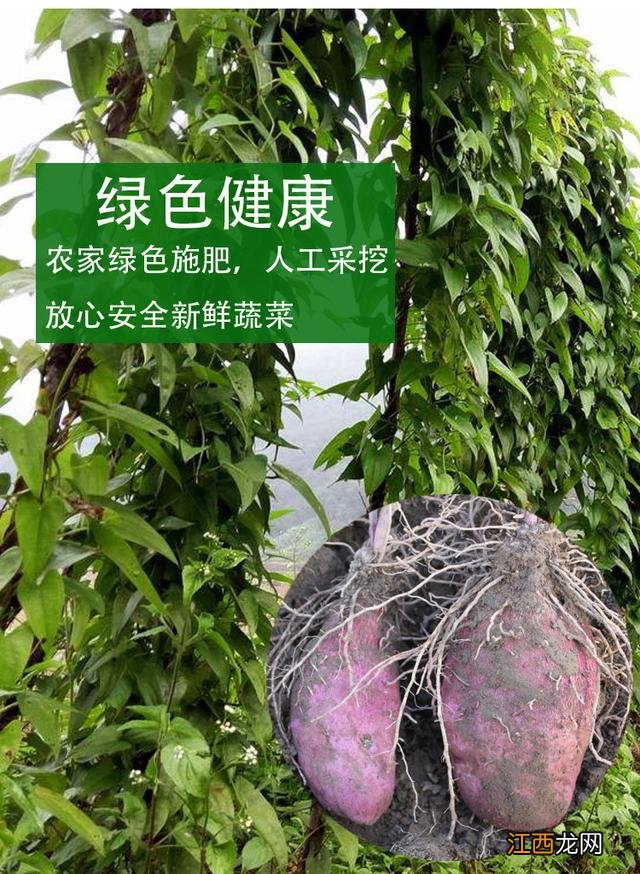 有叶子的蔬菜有哪些 叶子一层一层的蔬菜是什么菜