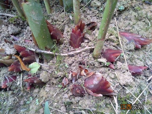 有叶子的蔬菜有哪些 叶子一层一层的蔬菜是什么菜