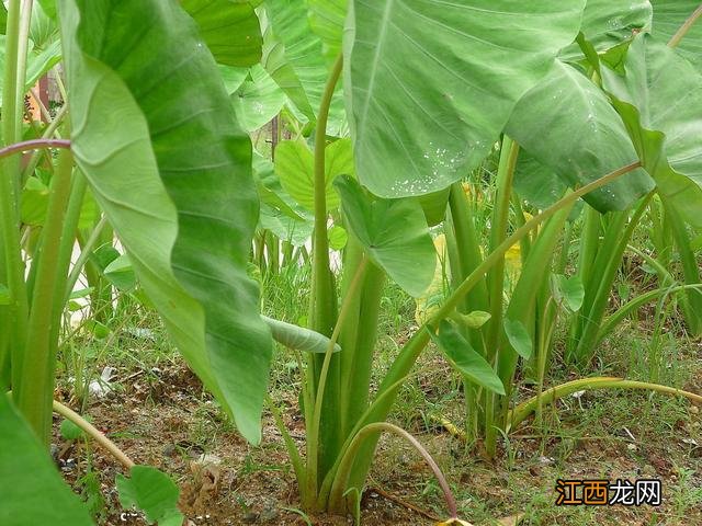 有叶子的蔬菜有哪些 叶子一层一层的蔬菜是什么菜