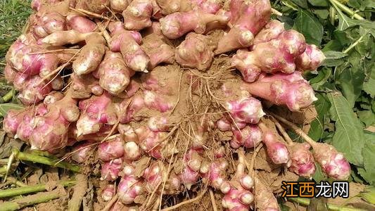 有叶子的蔬菜有哪些 叶子一层一层的蔬菜是什么菜