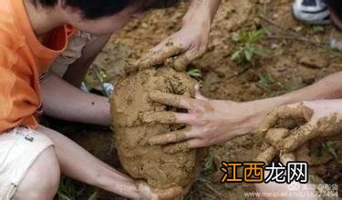 叫花鸡怎么读 为什么叫叫花鸡呢