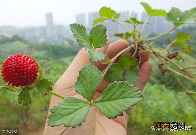 蛇莓果百度百科 什么是蛇莓