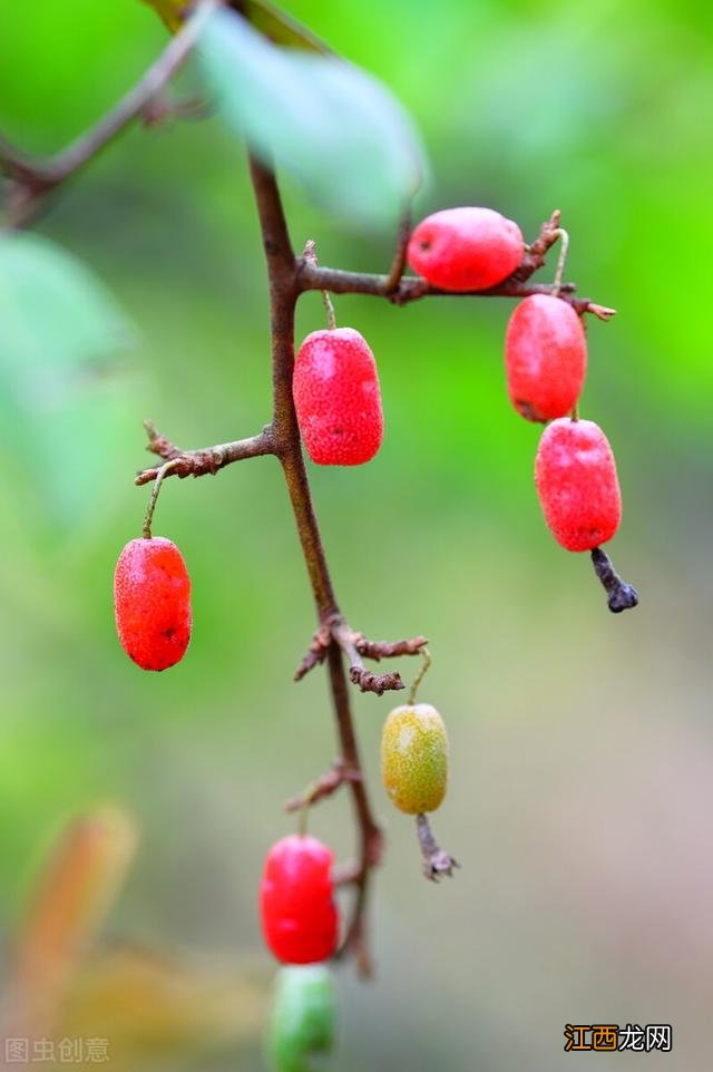 浆果牛奶 浆果牛奶色是什么色调