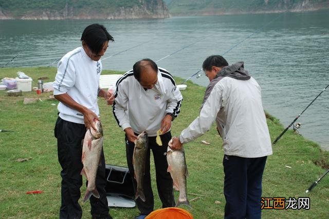 胖头鱼吃什么食物长得快 胖头鱼喜欢吃什么食物