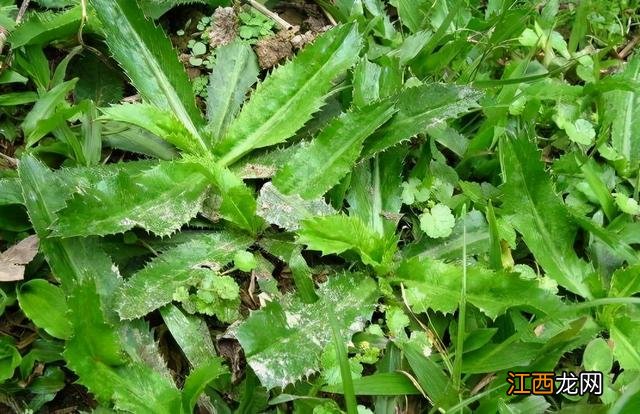 野芫荽的功效与作用 芜荽有什么作用