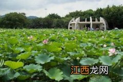 深圳洪湖公园有哪些好吃的美食推荐一下