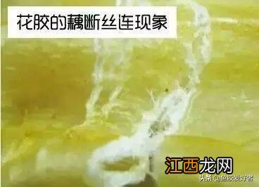 小花胶是什么样子的 花胶坏了是怎样