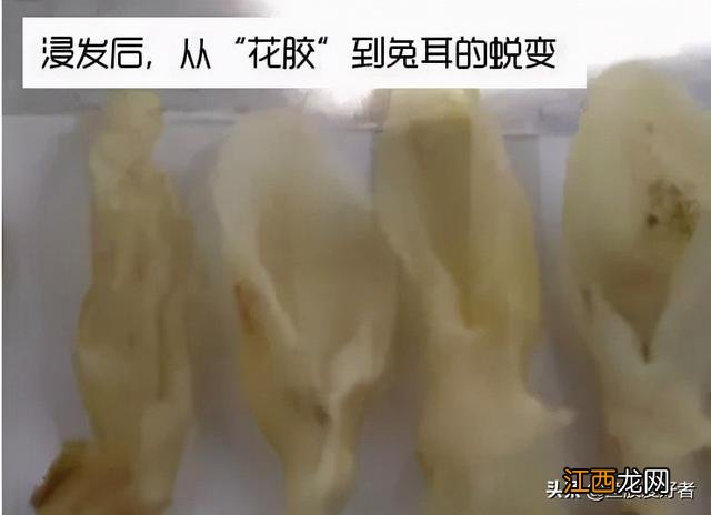 小花胶是什么样子的 花胶坏了是怎样