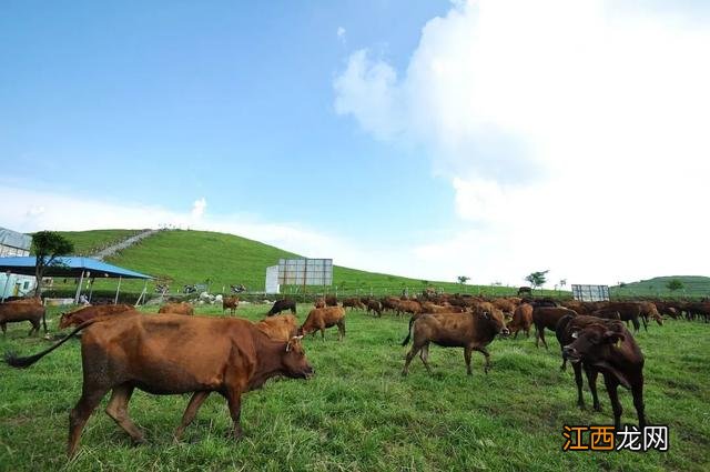 牛肉干用什么部位的牛肉 一片牛肉干谁什么器官都能吃