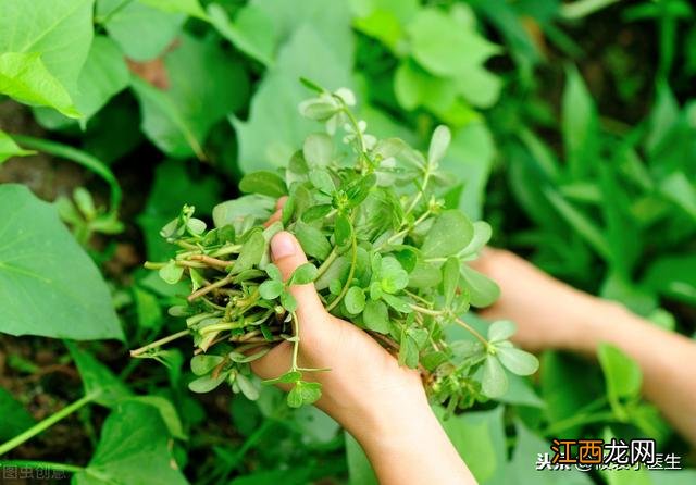 马齿苋代茶饮作用 马齿苋煮水治疗什么病