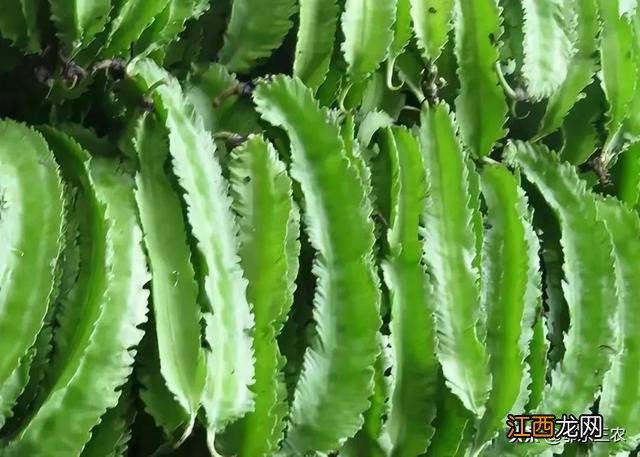 长一点的扁豆 长长的像扁豆一样的叫什么蔬菜