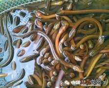 野生黄鳝几月份吃最好 什么季节吃黄鳝好