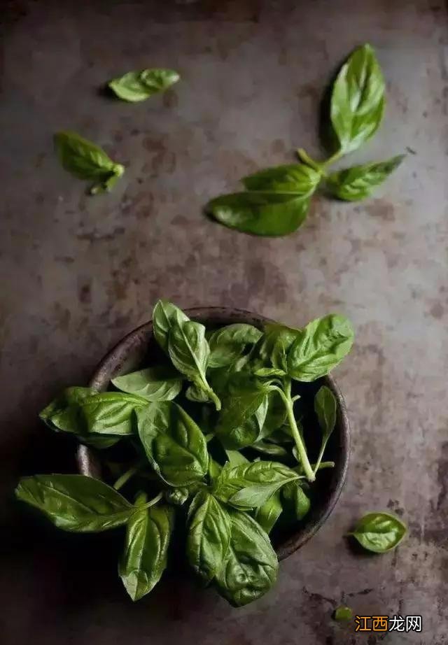 西餐茴香草 西餐中有点像茴香的东西是什么