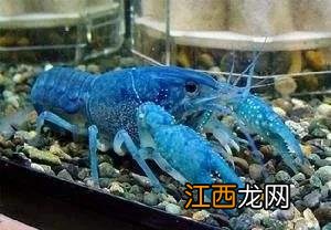 宠物鳌虾吃什么 鳌虾喂什么食物