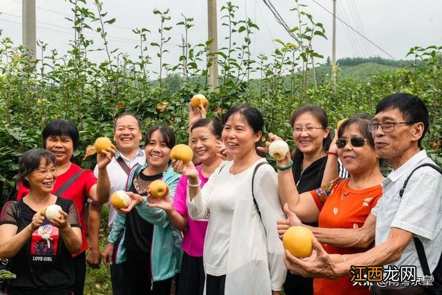 最甜的梨子是什么梨子 什么样的甜梨