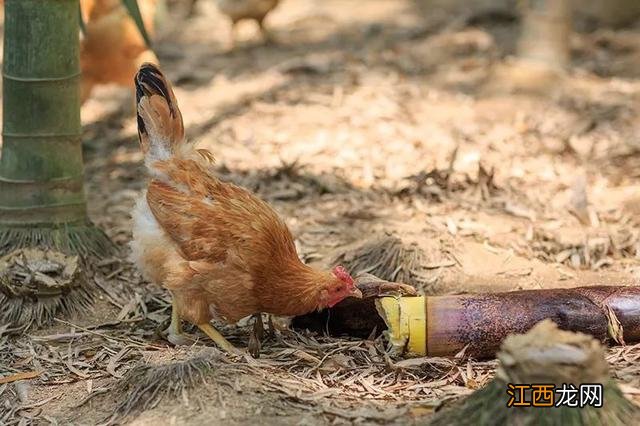 黄油分类有哪几种 黄油鸡是什么品种