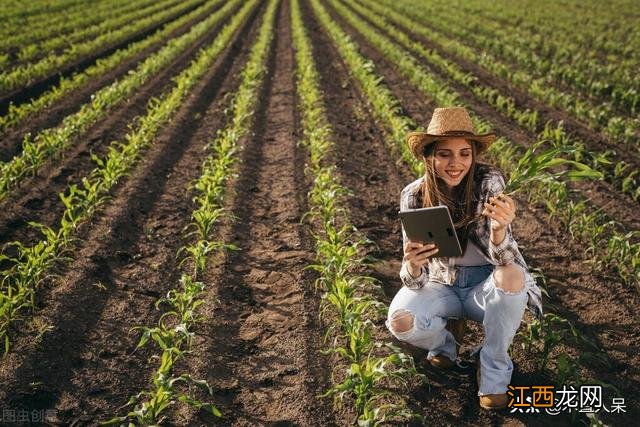 玉米的主要作用是什么 玉米有什么用处?