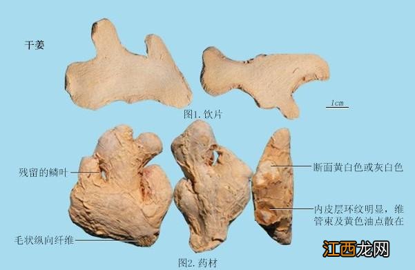 咖喱是哪种植物 咖喱到底是啥东西