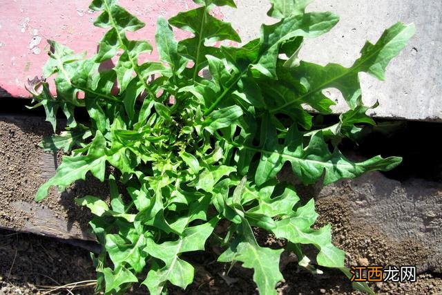 含钙最高的青菜是哪种 啥菜含钙多